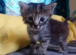 世界上表情最悲伤小猫网络爆红