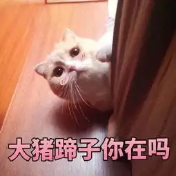 可爱猫咪的表情包我的悲伤大概有这么大