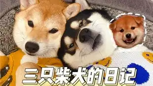 金毛宝宝围在一起,听玩具小恐龙讲故事,这画面太可爱了