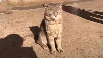 猫咪坐在地上睡觉,双目紧闭,摸头也没反应,网友加班抓老鼠的
