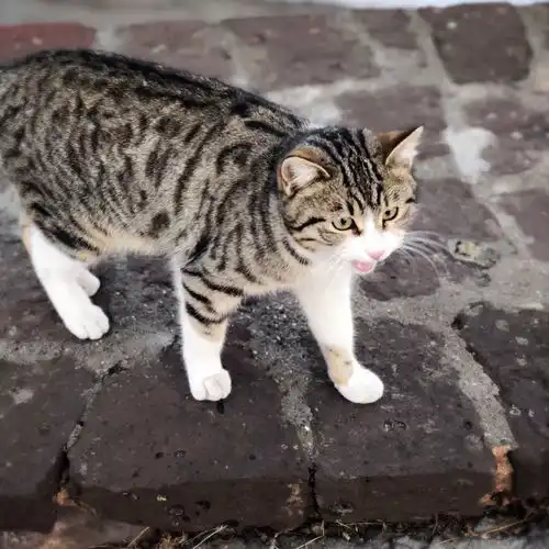 一大波土耳其猫送给你