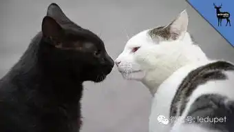 猫主的意思你能明白吗