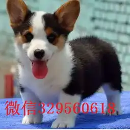 海北州哪里能买到纯种柯基犬纯种柯基幼犬出售威尔士柯基疫苗驱虫已做威尔士柯基宝宝短腿柯基