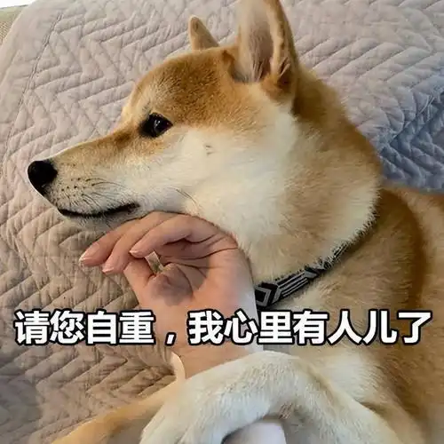 柴犬有多讨厌8个控诉里面,它占了7个