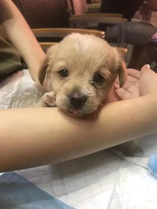 一个月小奶狗求领养泰迪串串