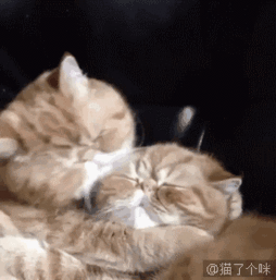 爆笑动态图一群猫中怂货第1281期