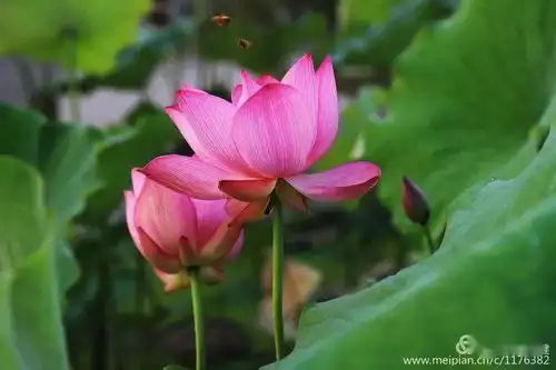 中国白莲之乡的荷花开了,我涉水而来,只为荷你相约