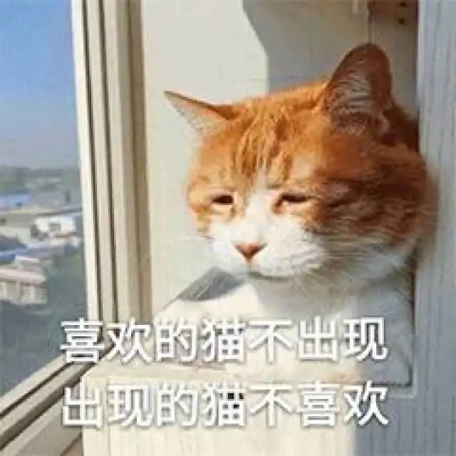 表情不应当,因为我只是一只猫咪