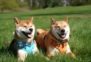 柴犬饲养指南养好这只表情包,你准备好了吗