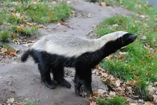 蜜獾亚科图册