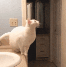 专访17期画了超可爱猫猫表情包的巨大只