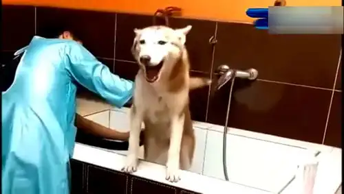 二哈吹毛嗷嗷叫反观旁边的阿拉这表情真到位