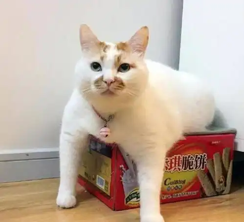 猫咪为什么那么喜欢钻盒子呢不管多小的盒子都要钻进去试试