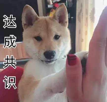 柴犬表情包,有谁需要快拿走,不用谢搜狐宠物搜狐网