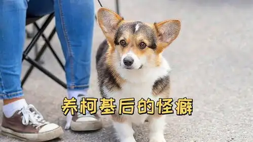 养了柯基之后的怪癖你是不是也有这些怪癖