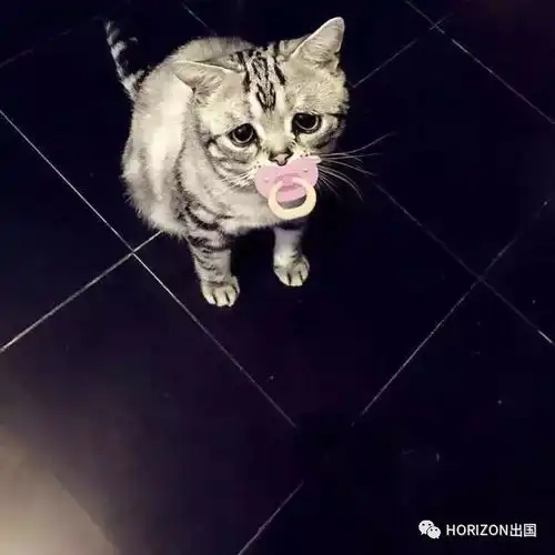 这只风靡世界的小丧猫,承包了我长假后一周的表情包