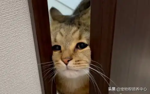 猫咪用脸挤开门表情变忧郁,网友笑喷以为主人掉马桶了...