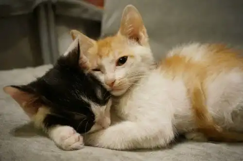 猫真的有杀死主人的意图吗他的经历告诉你,养猫如此幸运