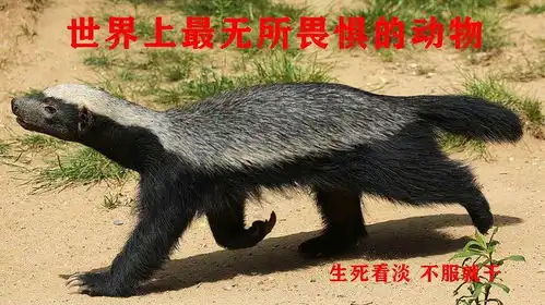 生死看淡,不服就干的平头哥,是世界上最无所畏惧的动物蜜獾