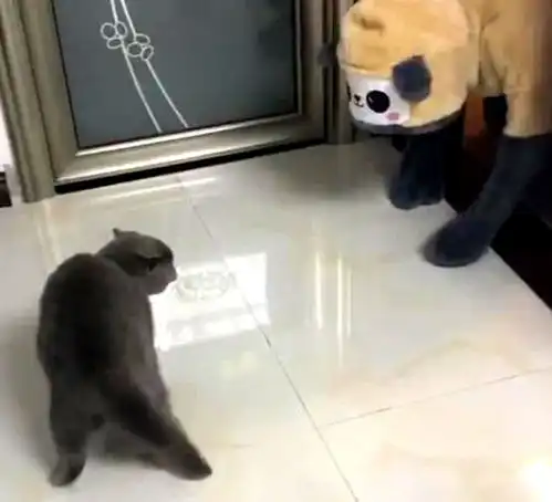 活宝主人扮成怪物吓猫,猫被吓出一套包情包,其中一细节笑哭人