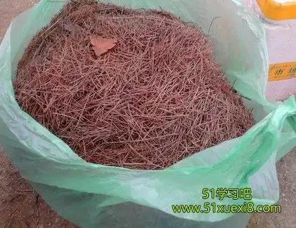 松针土怎么消毒效果最好