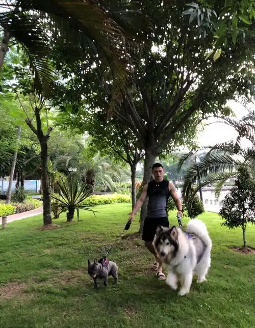 爱养狗的90后健身达人,背部刺青养眼,肌肉男与小奶狗才是绝配