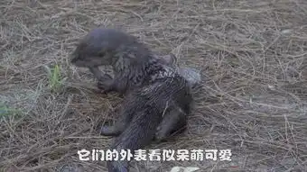 蜜獾杀鳄鱼