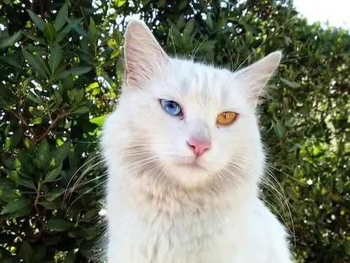土耳其泛猫