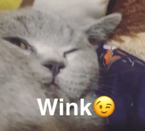 夭寿啦我家猫会自拍了更新了一些表情2333