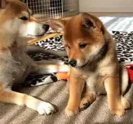 苦情柴犬愁眉苦脸是天生的主人好无辜我没欺负它啊