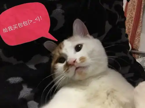 给我家猫配了个表情包