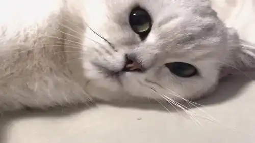 主人吃完螺蛳粉向猫咪吹气,下一秒猫咪这表情,看完别笑