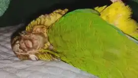 大家好,我是微博id动植物普法介绍,这