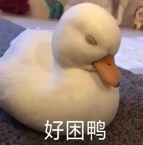 笨笨鹅表情包怪不好意思的