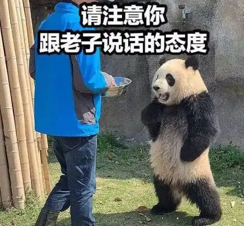 吃着火锅搓麻将上苏宁搜咽口水解锁四川人同款快落