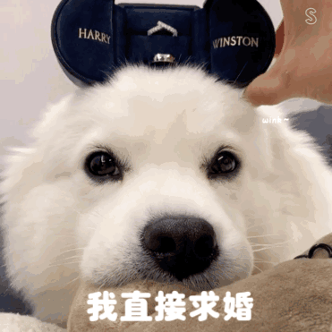萌哭的猫猫狗狗表情包