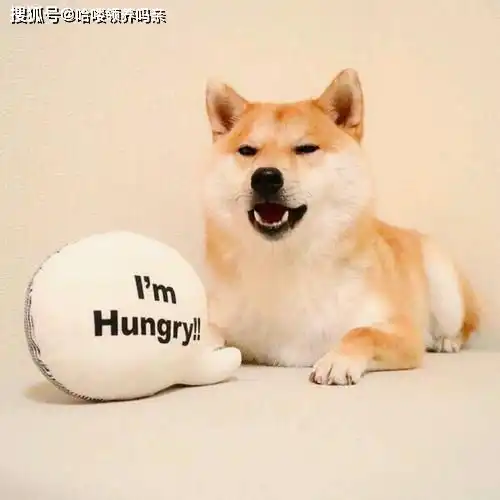 最戏精的狗狗之一柴犬,让人迷恋的绝不止微笑和表情包