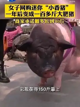 女子买迷你小香猪一年后竟长到150斤商家曾承诺最多长到40斤