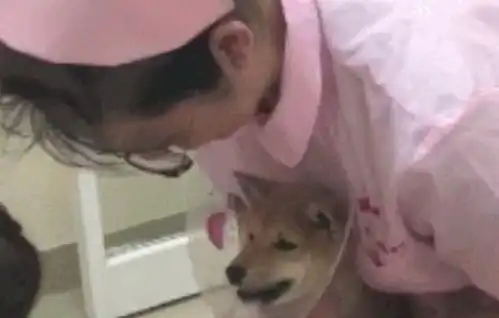 主人带柴犬去检查,医生欲给它打针时,它秒成一只戏精汪