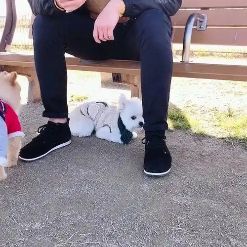 只要一聚会狗子的表情就很尴尬...网友它看起来偷感好重啊