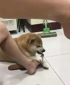 网友强迫柴犬闻自己的脚臭,柴犬的表情亮了....