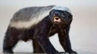 巨蟒2