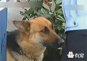 主人犯法被擒,忠犬蹲守警局见警察就求情