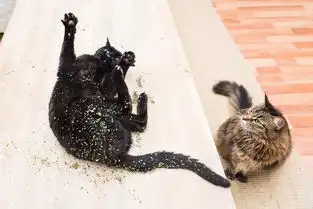 为什么猫如此沉迷于猫薄荷