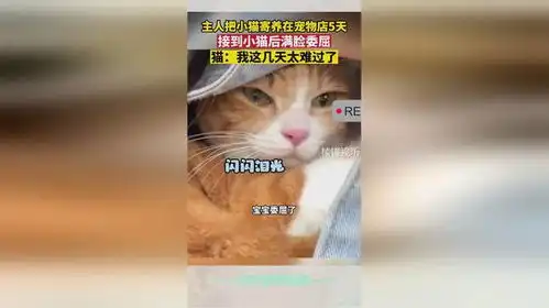 主人把小猫寄养在宠物店5天,接到小猫后满脸委屈,猫我这几天太难过了