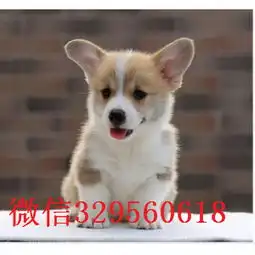 闵行出售纯种柯基犬柯基多少钱一只基地出售纯种柯基幼犬精品威尔士柯基犬出售