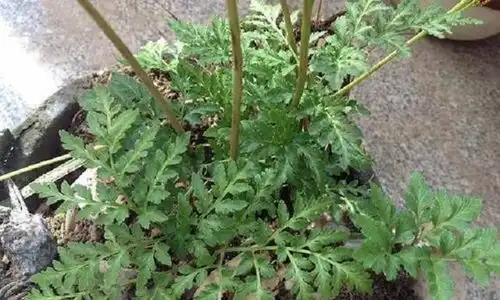 此草叫蛇不见,是1草药,乡下常有可惜人们却不常用,很可惜