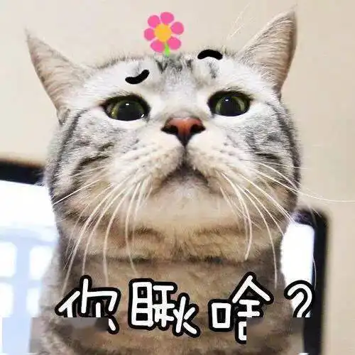 把养的猫咪带回老家,第二天醒来到院子里一看,愣住啦