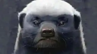 当缩头乌龟遇上平头哥,不愧是非洲一哥,乌龟下场太凄惨