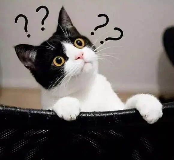 冬天要来了,猫咪也会怕冷吗